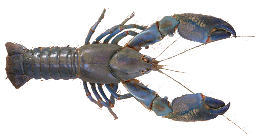 yabby