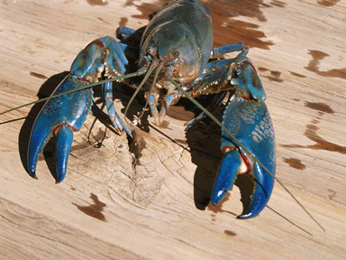 big yabby catch of the day